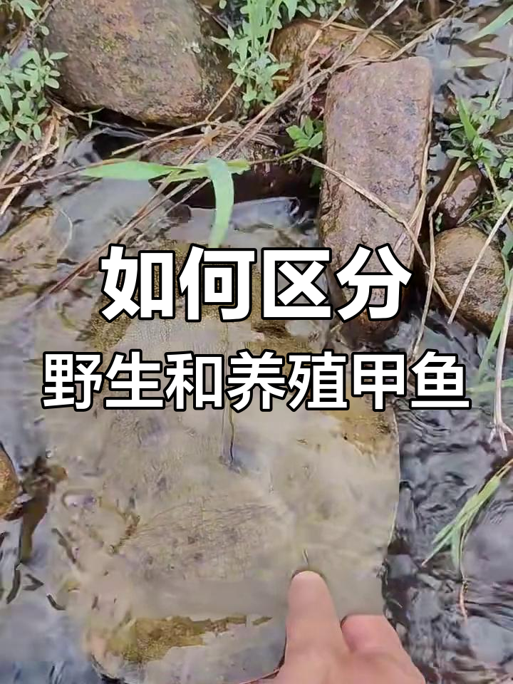 野生甲鱼与养殖甲鱼的六大区别,教你如何辨别