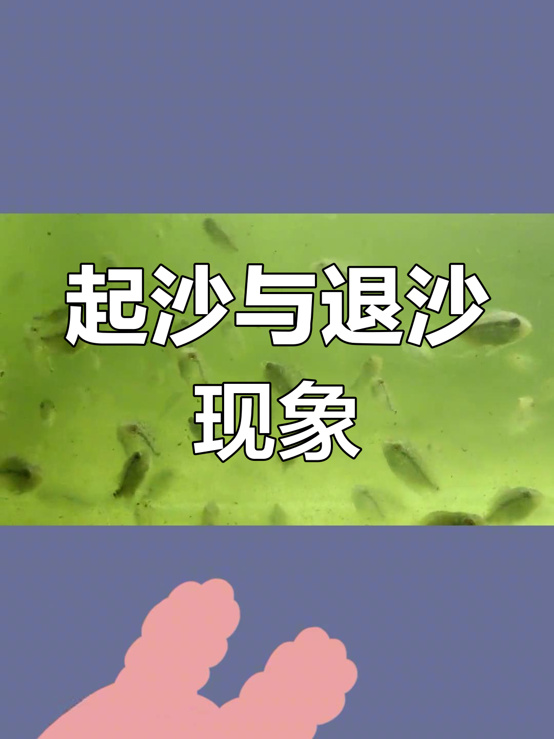 罗汉鱼起沙退沙过程揭秘