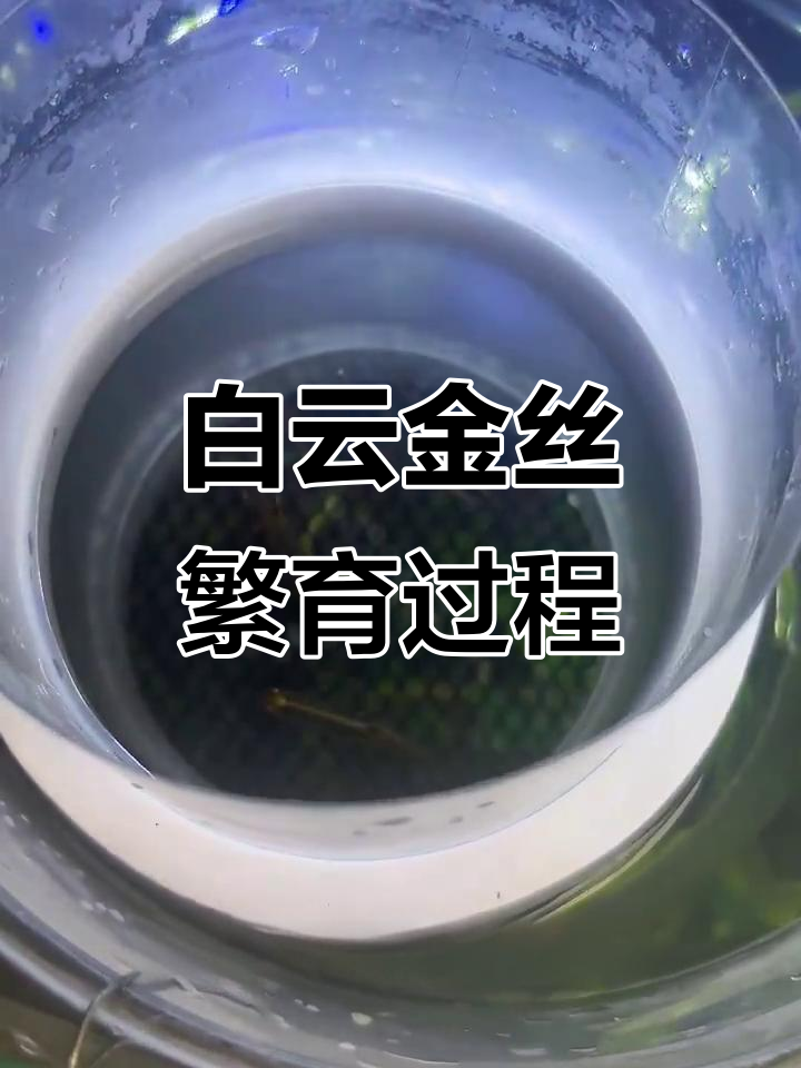 白云金丝鱼苗繁殖记：从饭盒到小鱼缸的转变