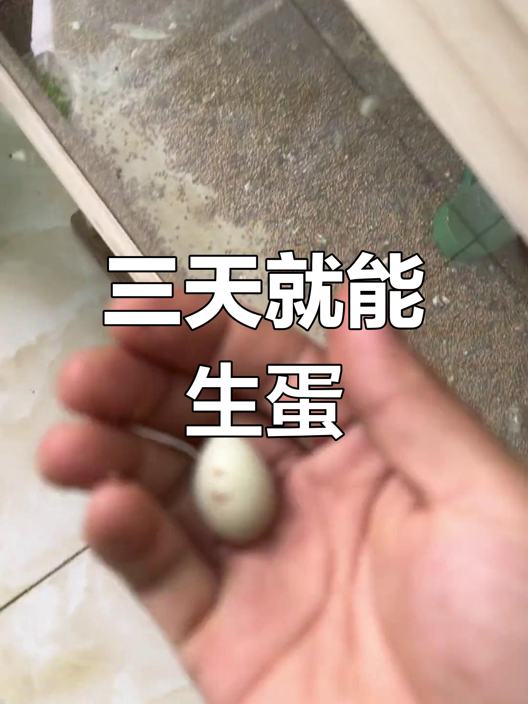 芦丁鸡三天就下蛋,太意外了!