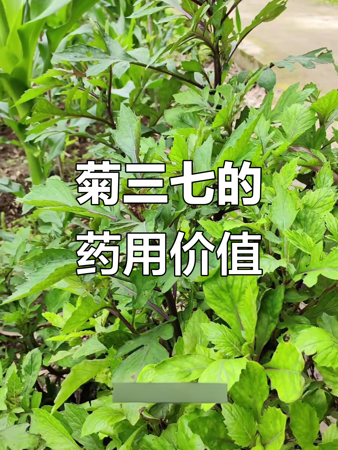 菊三七:散血草的神奇功效,你了解吗?