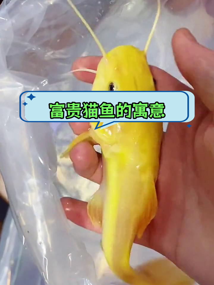 招财猫鱼:风水与观赏的双重意义