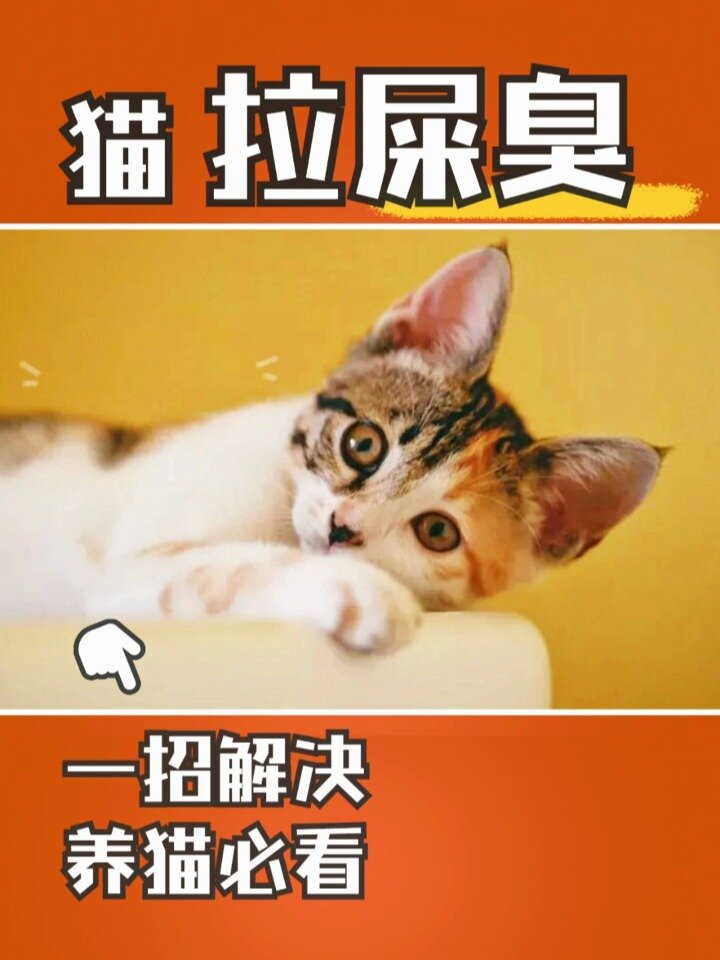 猫咪拉屎臭怎么办?原来那么简单