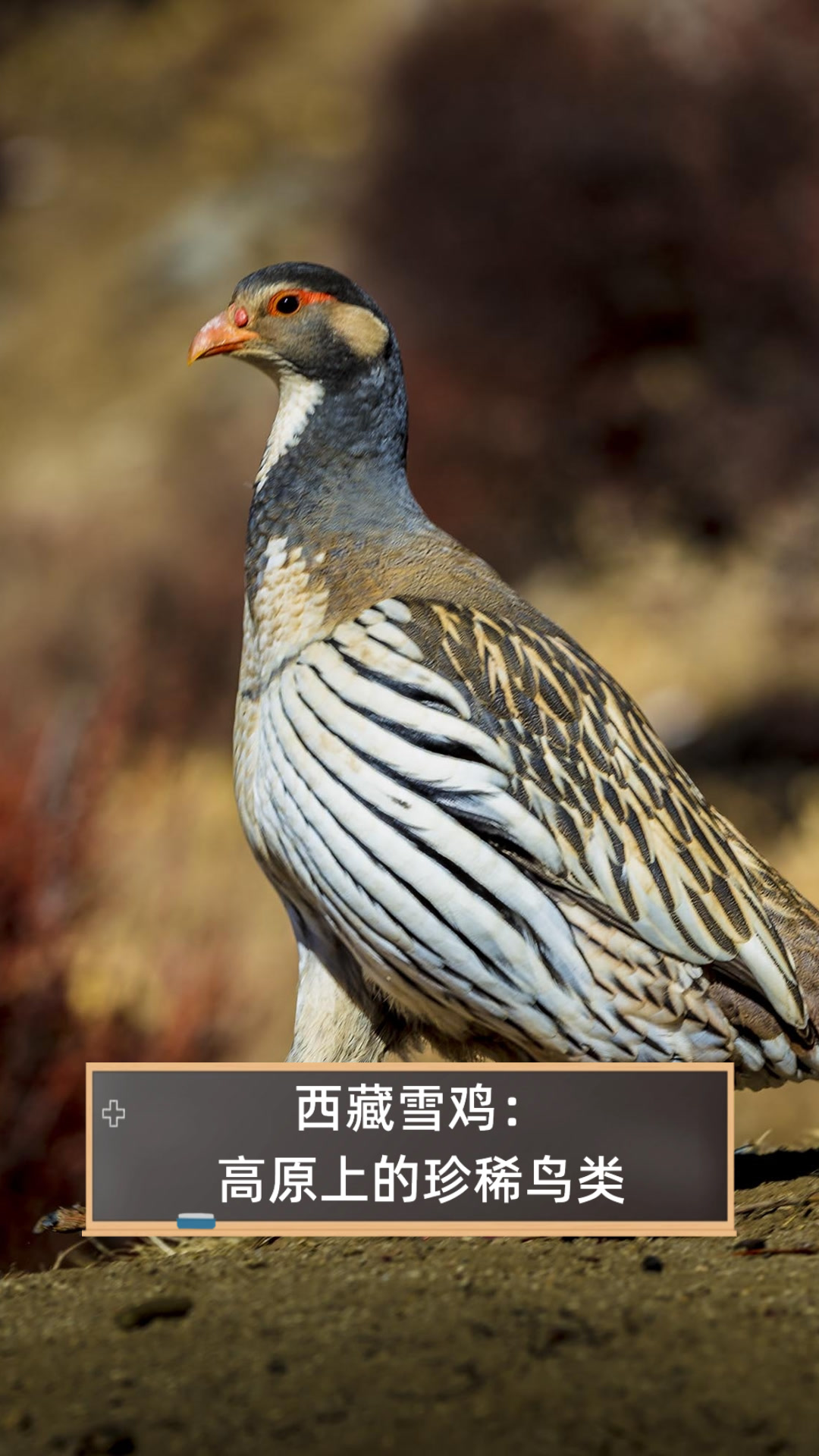 西藏雪鸡:高原上的珍稀鸟类