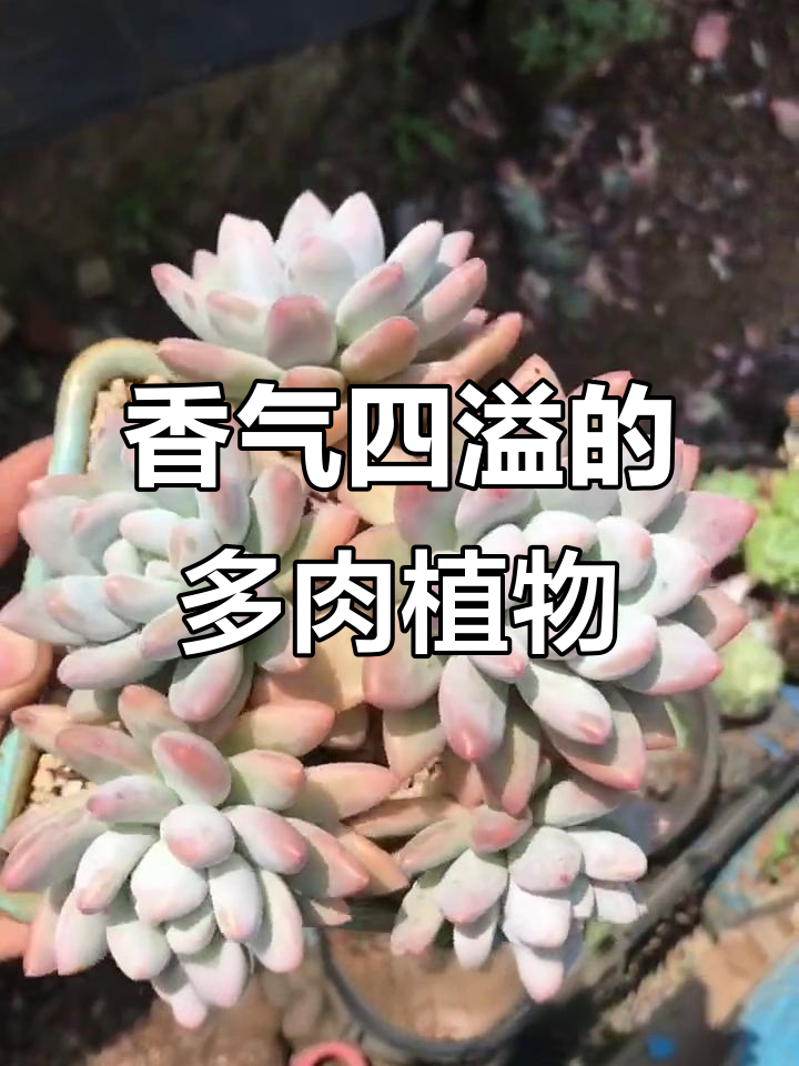 香水多肉:蓝白相间,光照下变微黄或红色