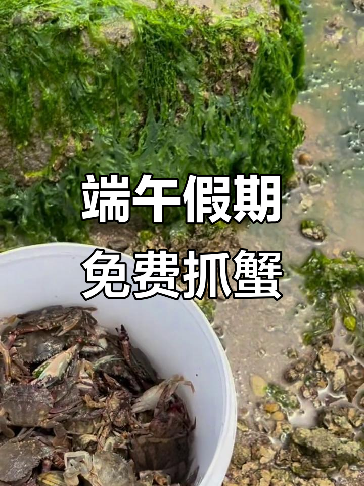 端午节赶海抓螃蟹，鲅鱼圈免费宝藏地大揭秘