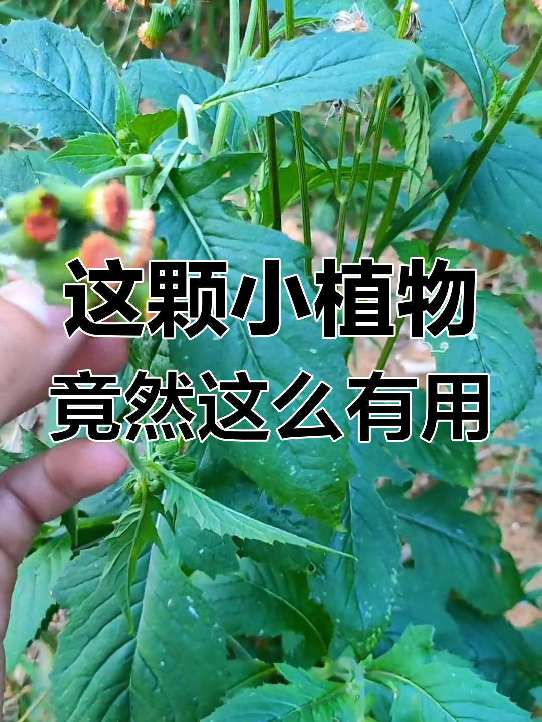 不起眼的植物竟是“革命菜”,老一辈人都吃过