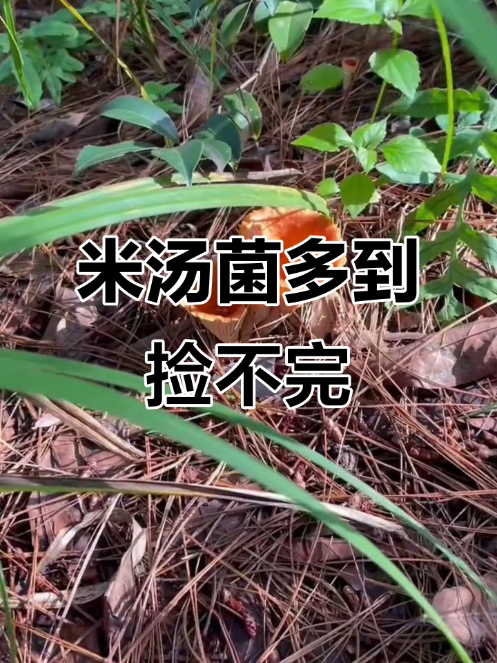 山上9点捡米汤菌,10点满框!沙木树下全是宝贝