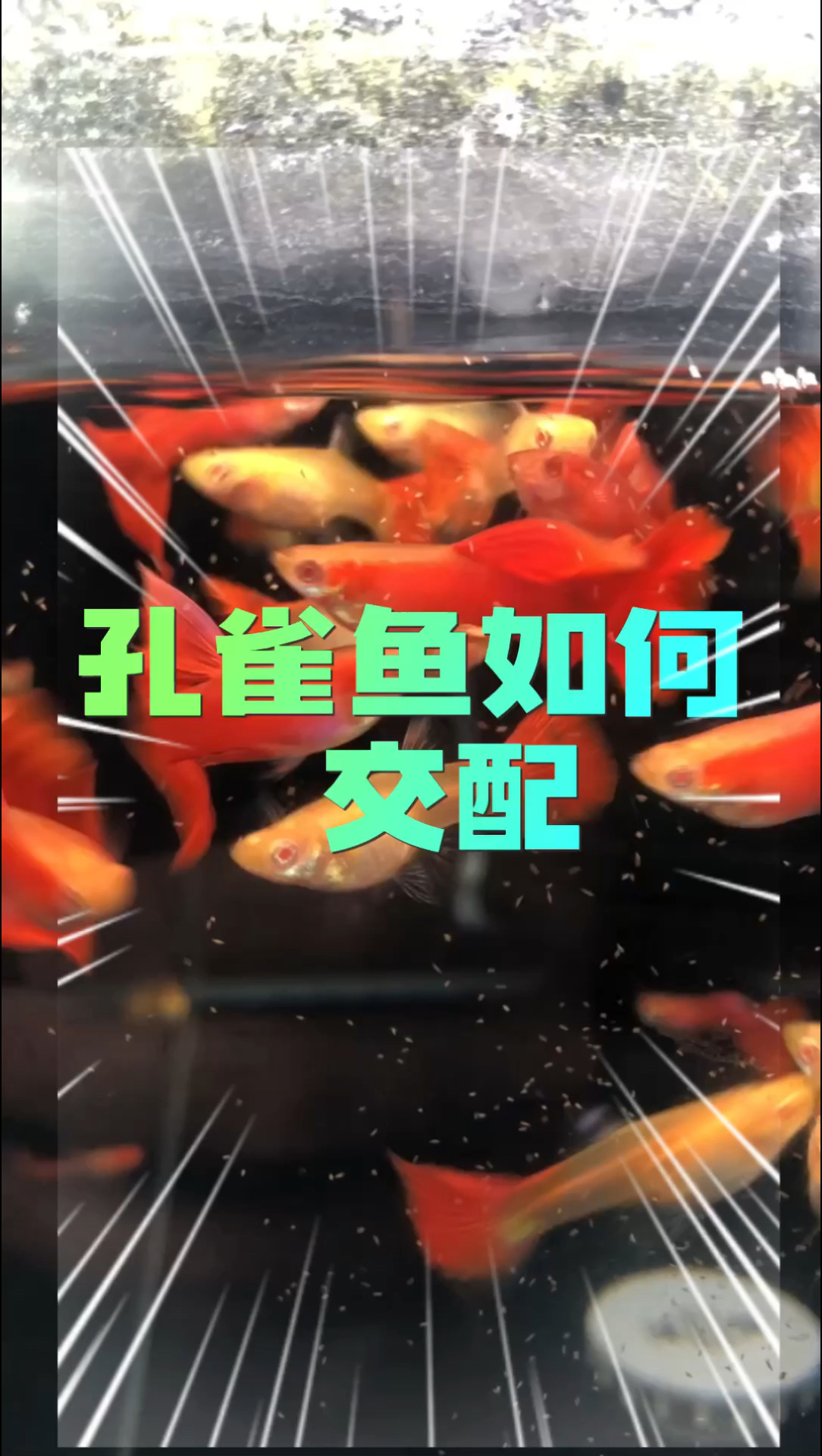 孔雀鱼繁殖交配