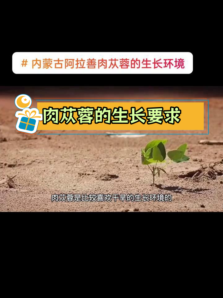 肉苁蓉的独特生长环境与条件