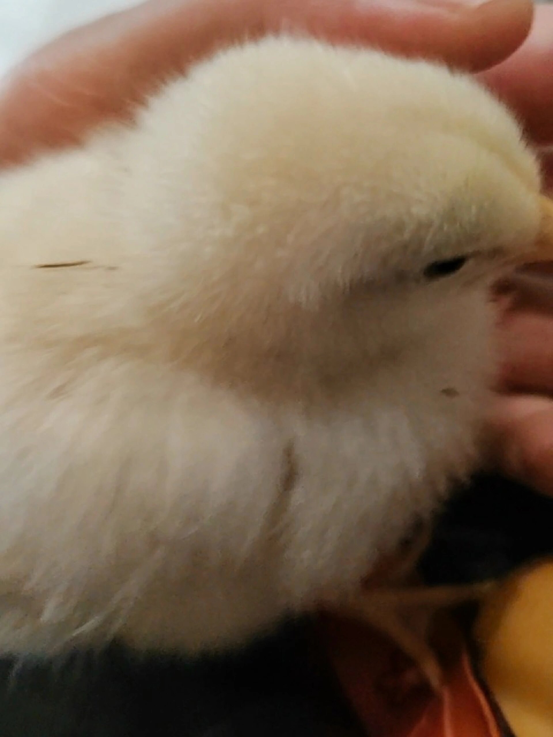 小鸡怎么脖子下面鼓出来一个包