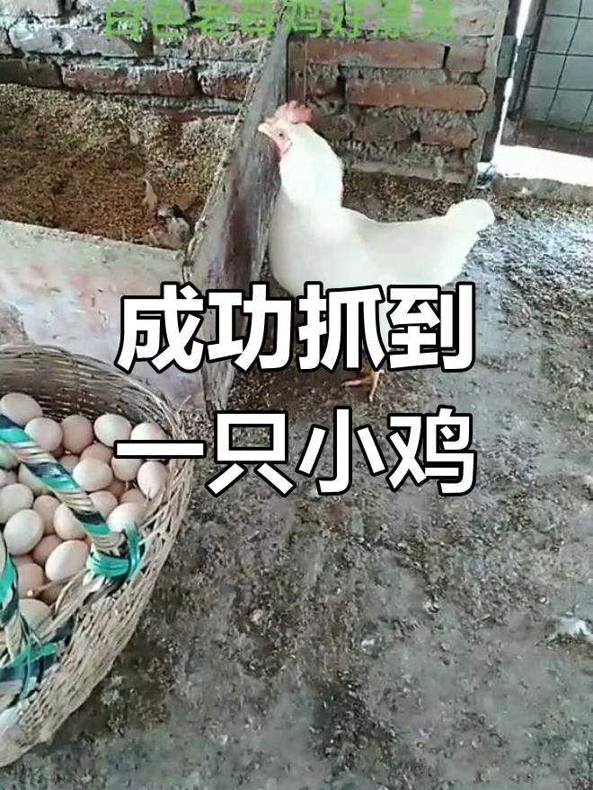 偷拍白色小母鸡,捡鸡蛋难遇