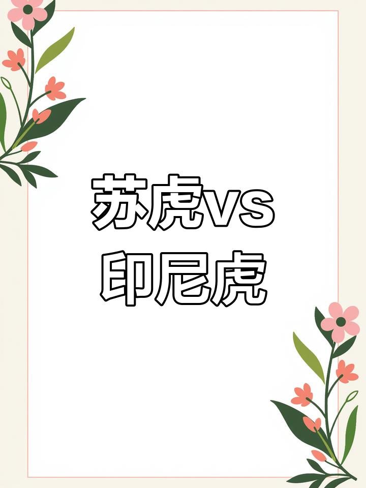 苏虎与印尼中家虎的区别,你了解吗?