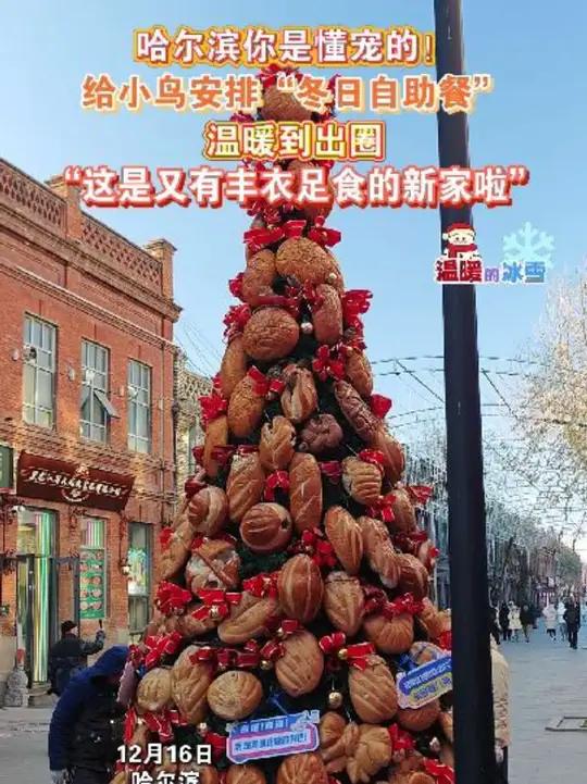 哈尔滨你是懂宠的!给小鸟安排“冬日自助餐”,温暖到出圈!网友:这是又有丰衣足食的新家啦～～