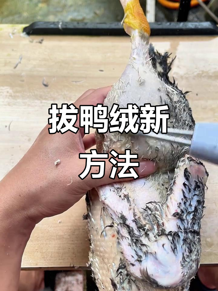 试试通用拔毛法,鸭子绒毛轻松去除!