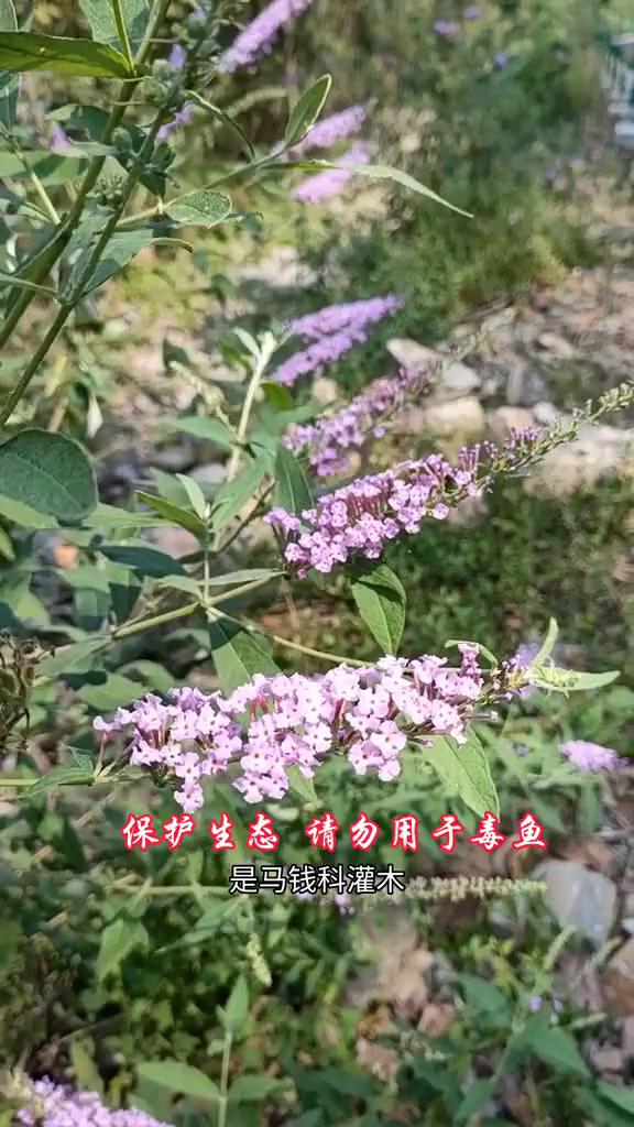 醉鱼草大揭秘河滩道路旁的宝藏植物