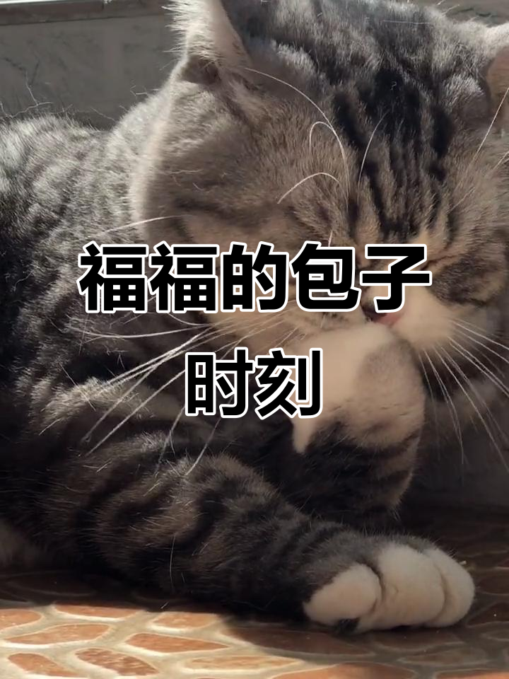 福福吃包子，萌宠表情包大比拼