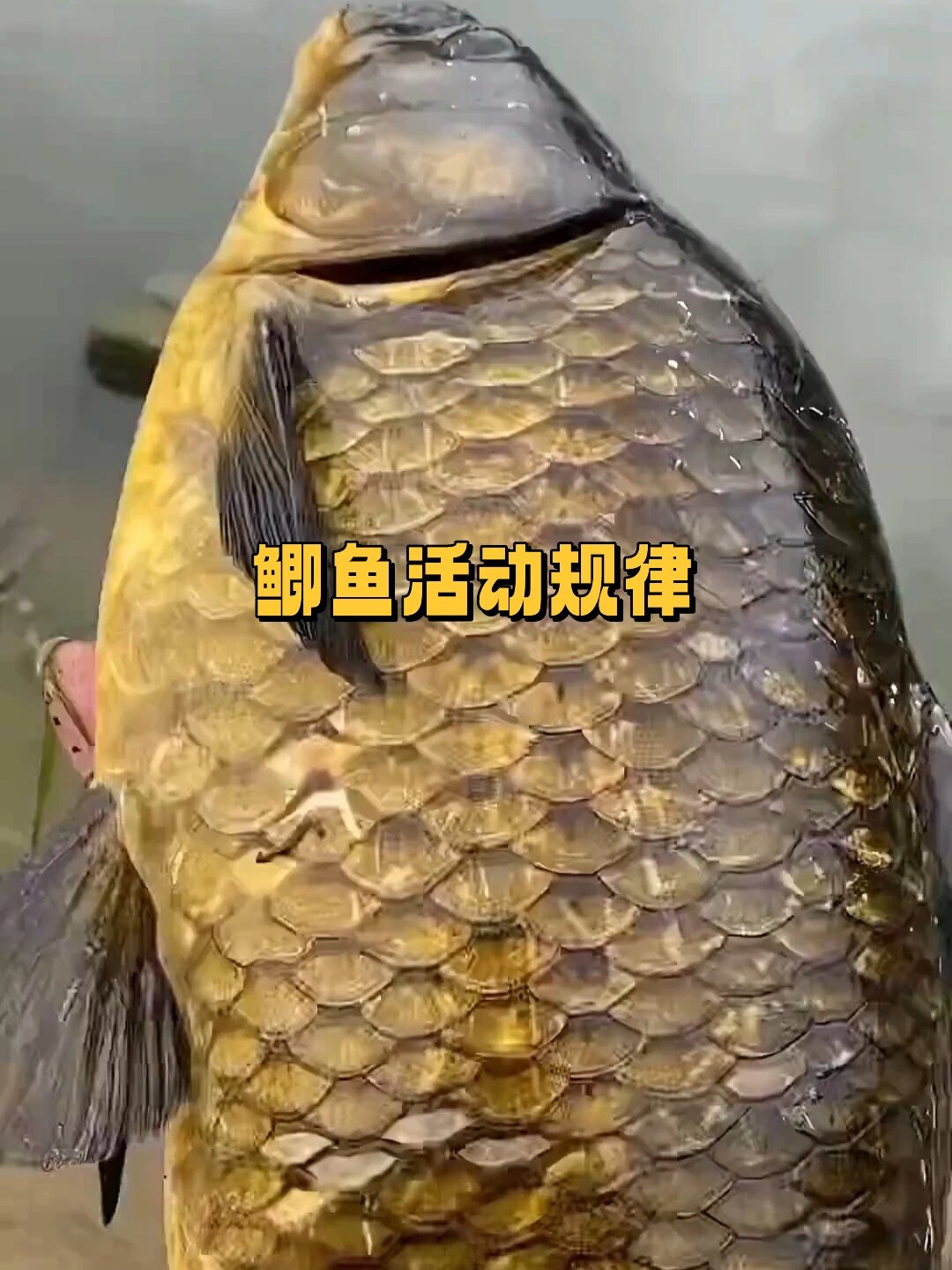 你一定要知道的鲫鱼活动规律