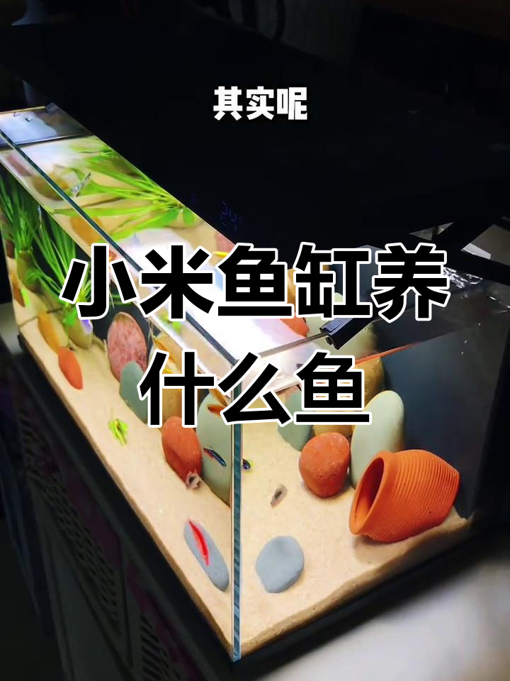 小米鱼缸适合养哪些热带小鱼？推荐四种最适合的品种