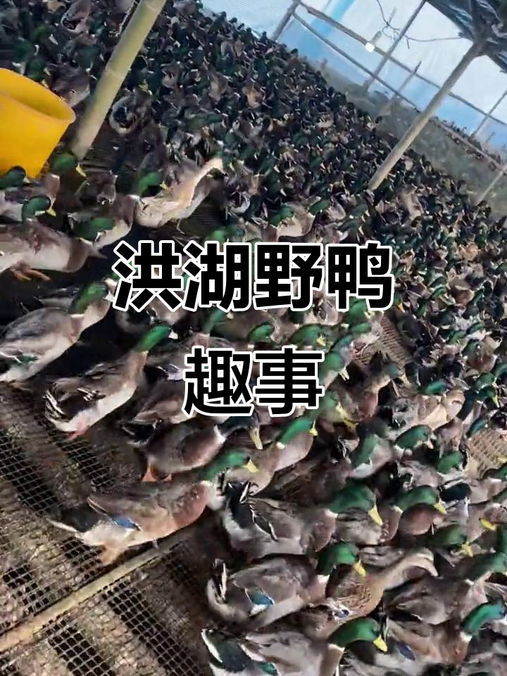 洪湖野鸭大揭秘,绿头鸭与麻色母鸭的趣味互动