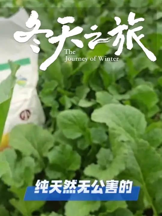 尝试健康饮食吧!自己DIY绿色健康的菜籽苗馅料,再配合香浓可口的新疆面粉水饺简直是完美的组