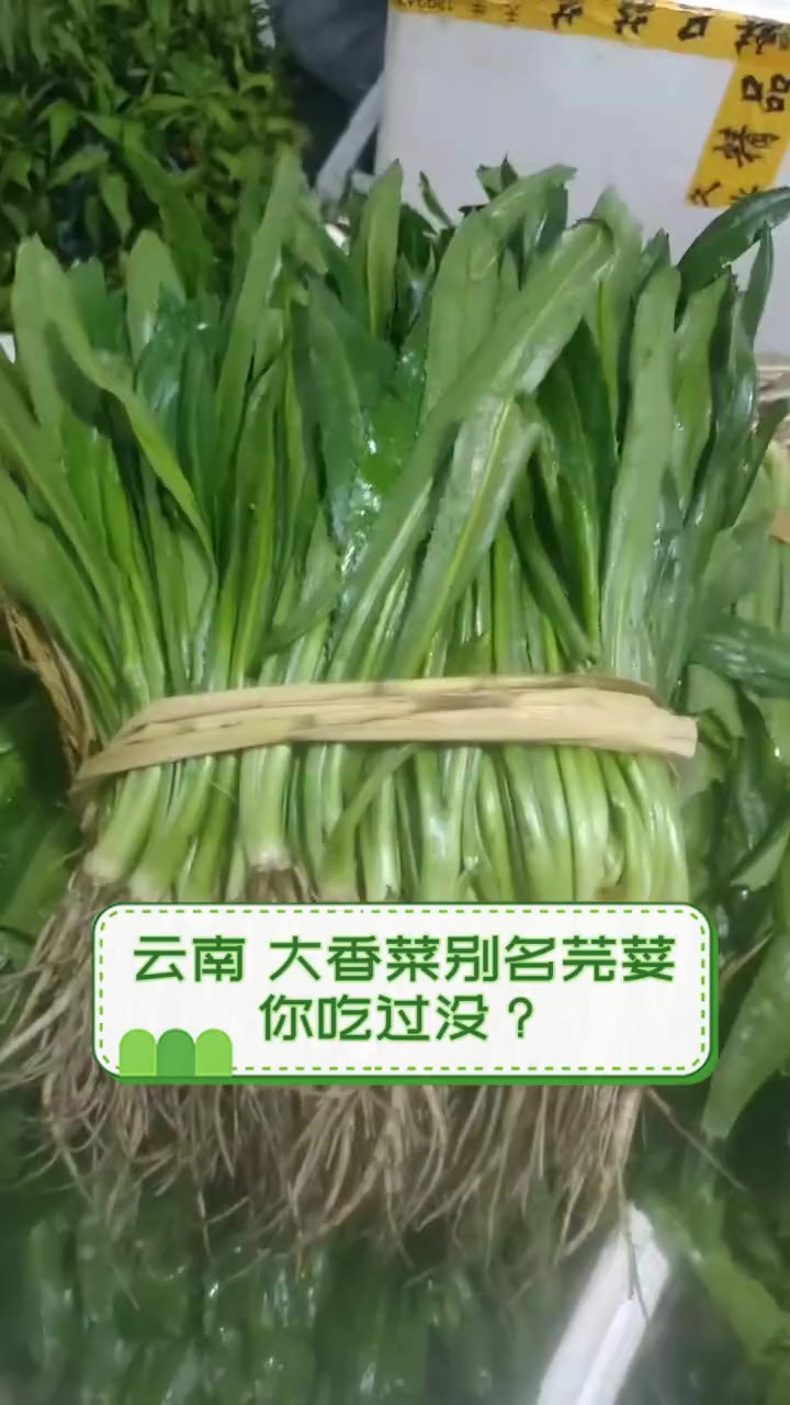云南,大香菜别名芫荽,你吃过没?