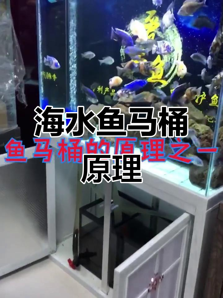 鱼马桶揭秘:海水缸中的粪便分离神器