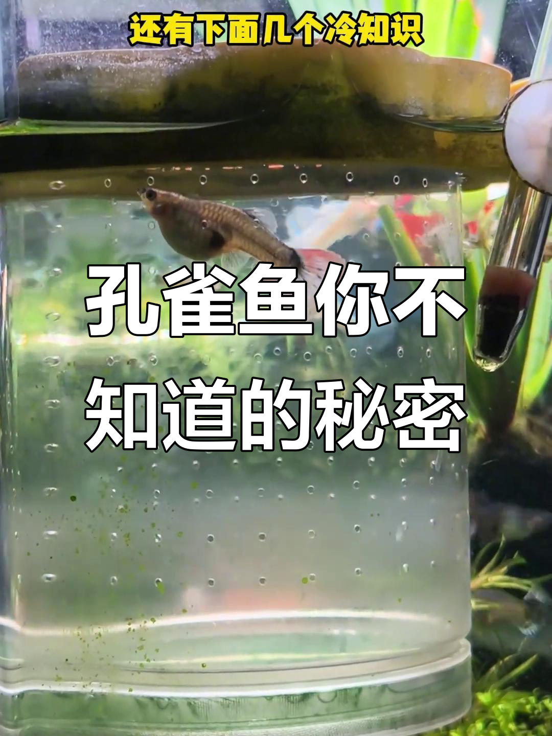 孔雀鱼的那些冷知识,原来它们这么有趣!