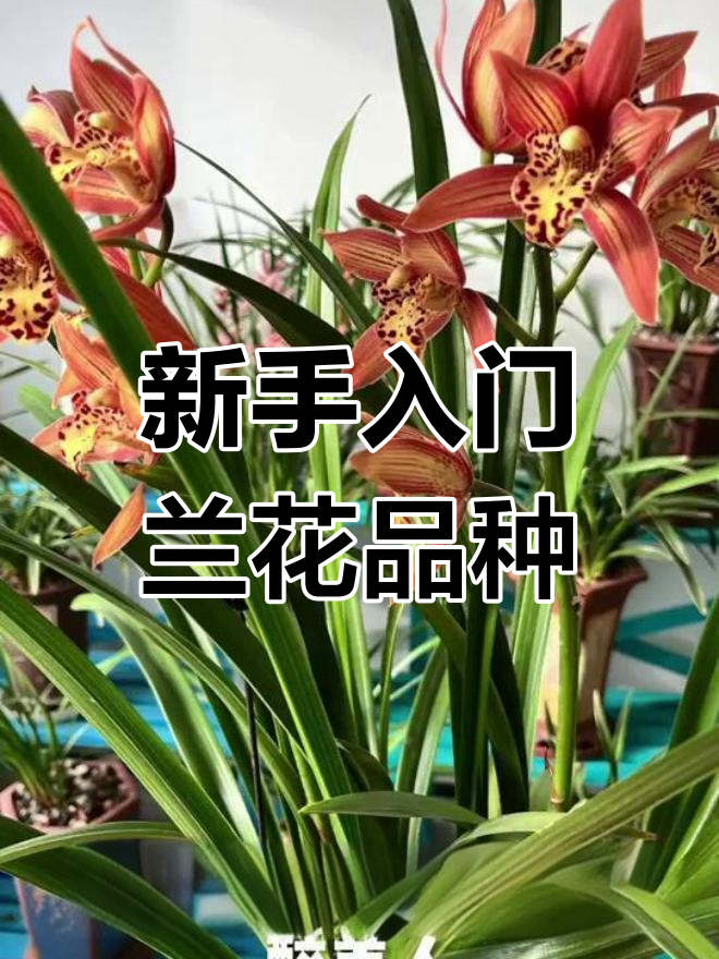 醉美人兰花养护全攻略:从新手到开花技巧