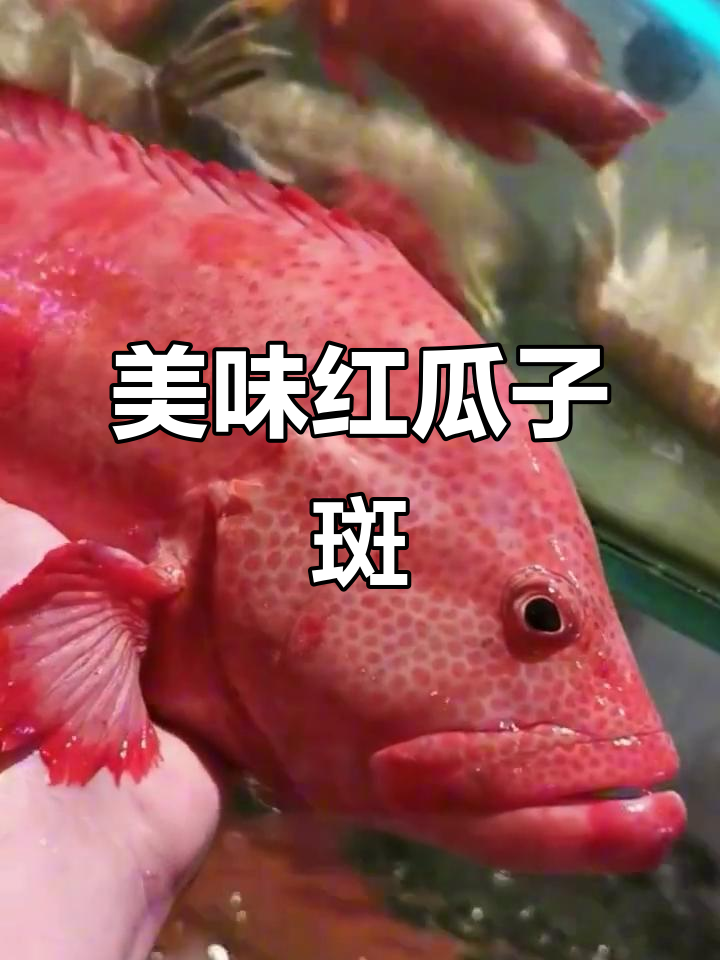 红瓜子斑:比东星斑更美味的石斑鱼,鲜甜无比