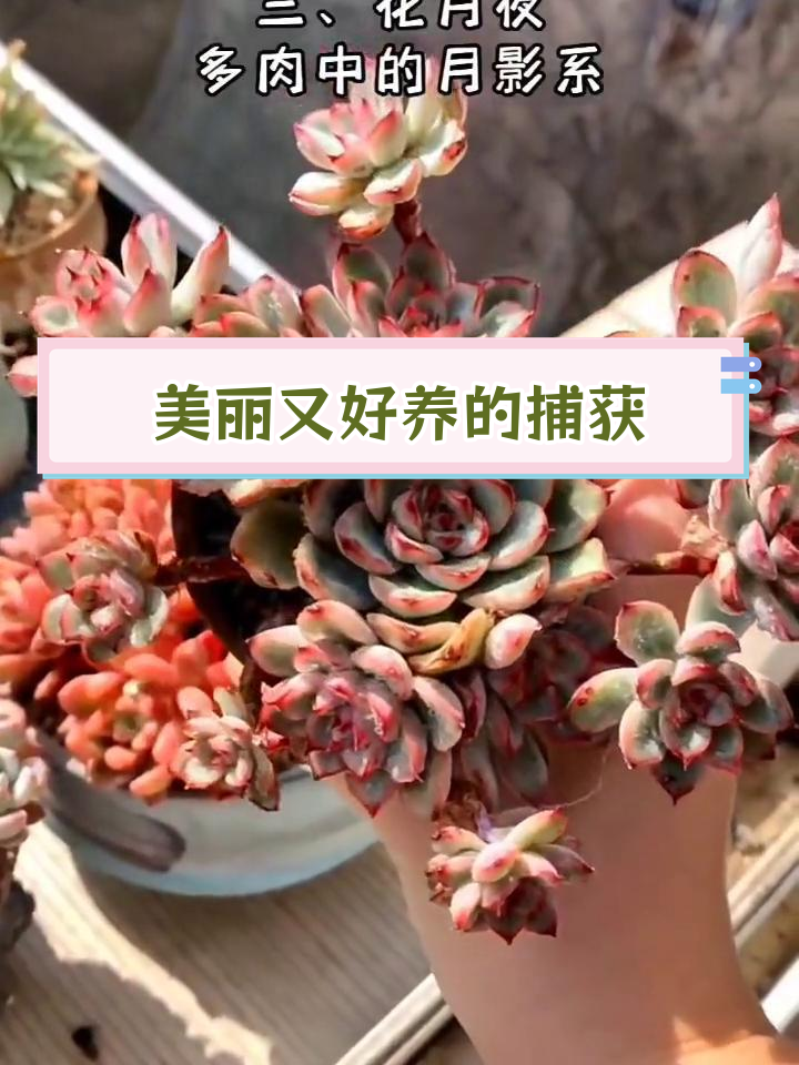 花月夜多肉:颜值与易养兼备