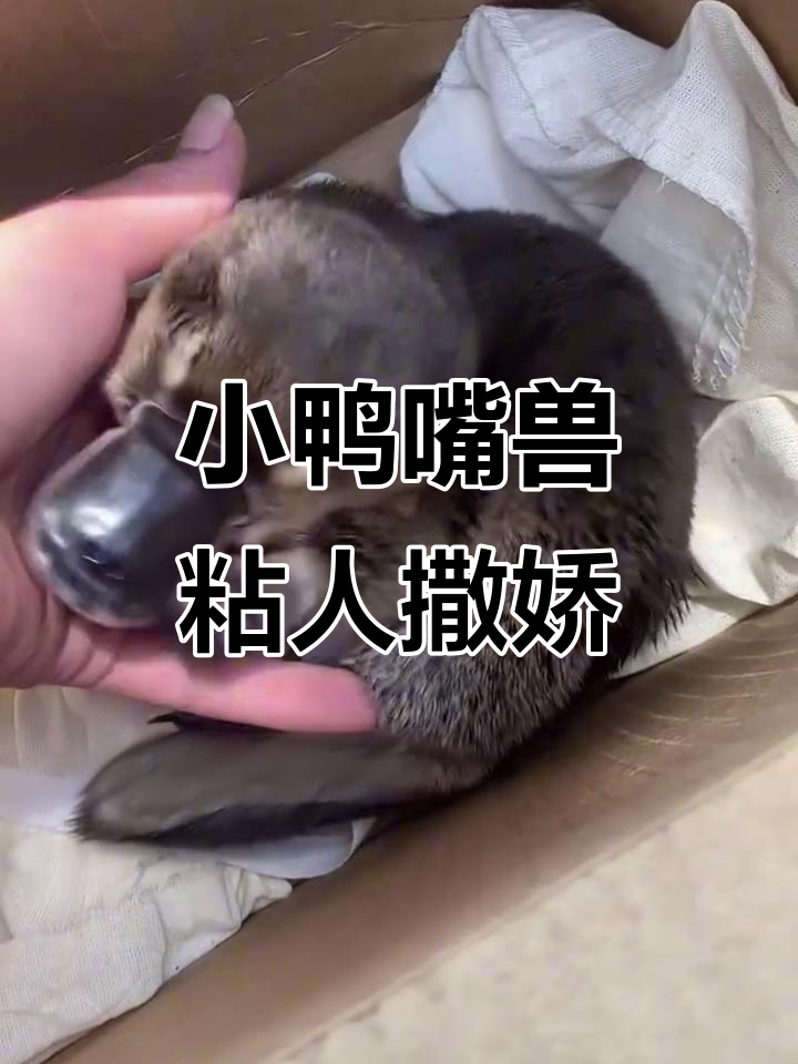 幼崽鸭嘴兽超萌，爱吃糖撒娇卖萌不停