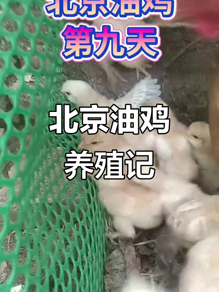 从几只到几十只,北京油鸡的成长故事