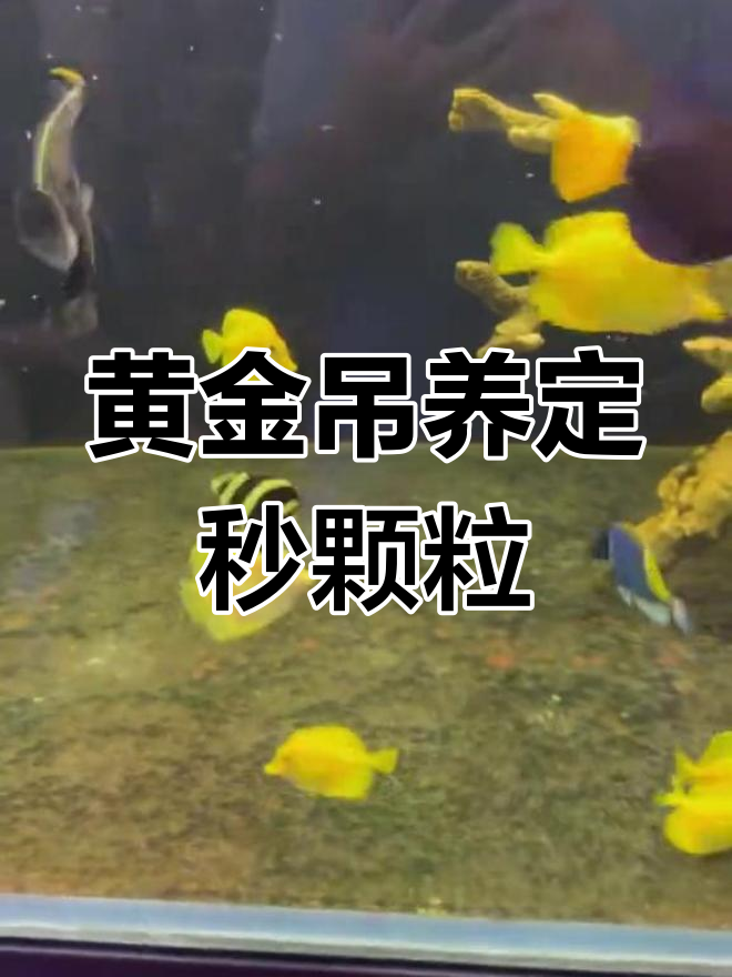 小型黄金吊海水鱼,颜色辨别技巧