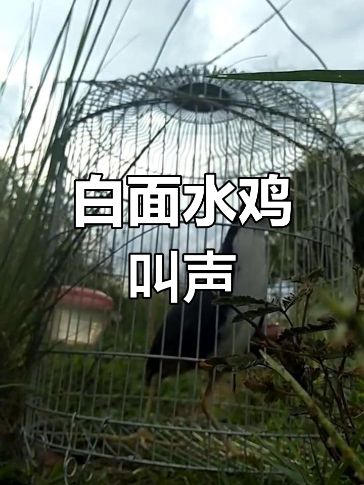 白面水鸡的奇妙叫声