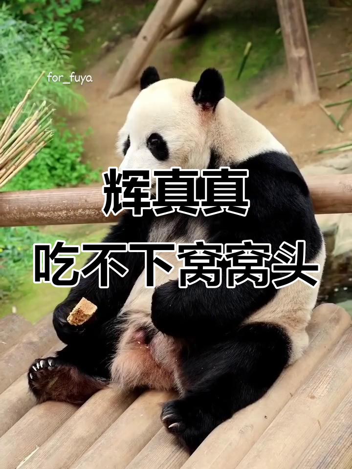 辉宝睿宝的“难以下咽”窝窝头,表情惆怅让人忍俊不禁