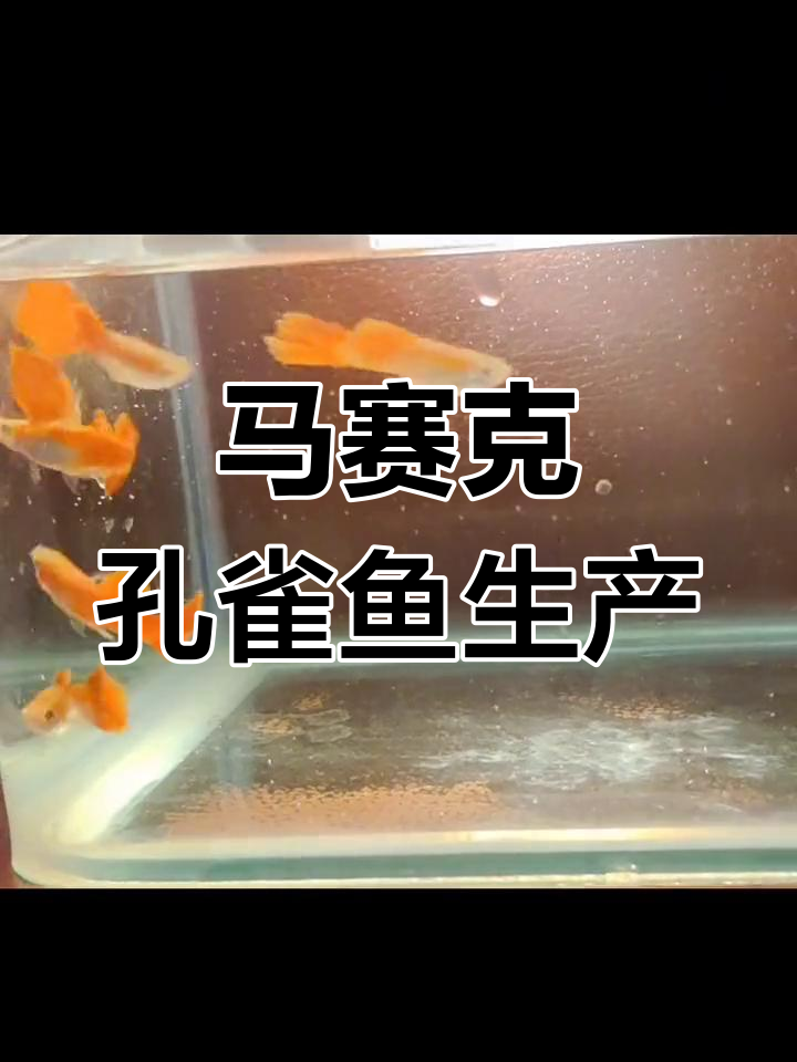 马赛克孔雀鱼即将生产,全红品种对比
