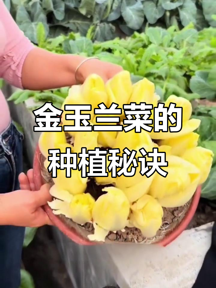 欧洲贵族蔬菜金玉兰菜,根茎种入土中就能长出美味娃娃菜