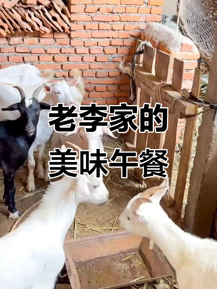 农村老李的午饭太香了,吃狗肉吃到吐!