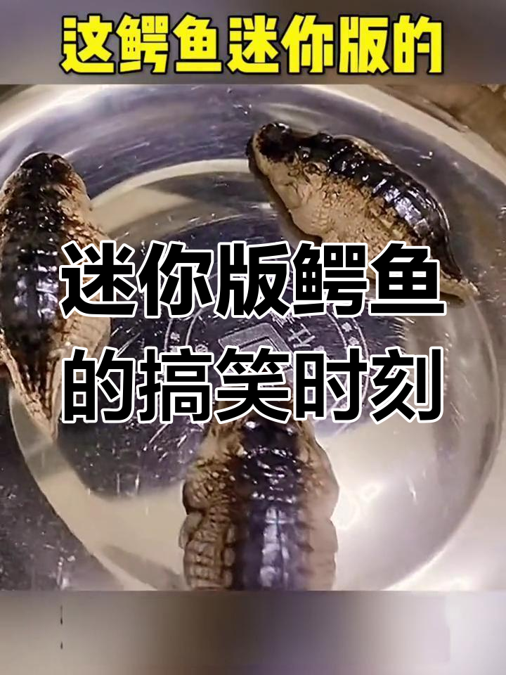 这只迷你鳄鱼也太搞笑了,竟然这么小!