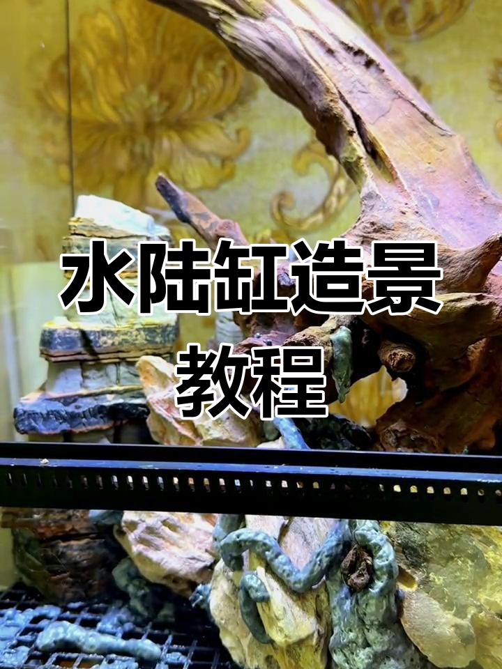 打造老爷树蛙水陆缸,轻松搞定造景步骤