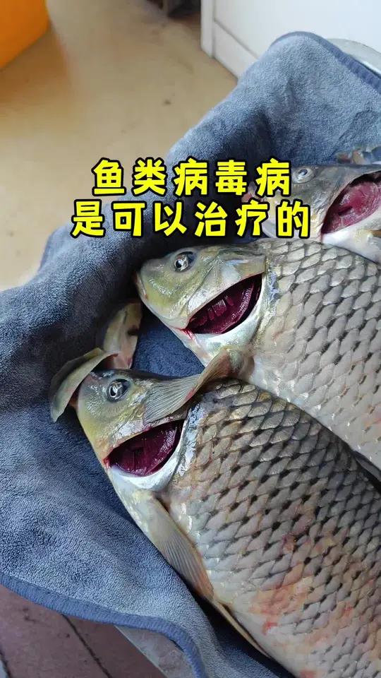 饲料鳜鱼 病毒病 鲤鱼 鳃出血 出血病