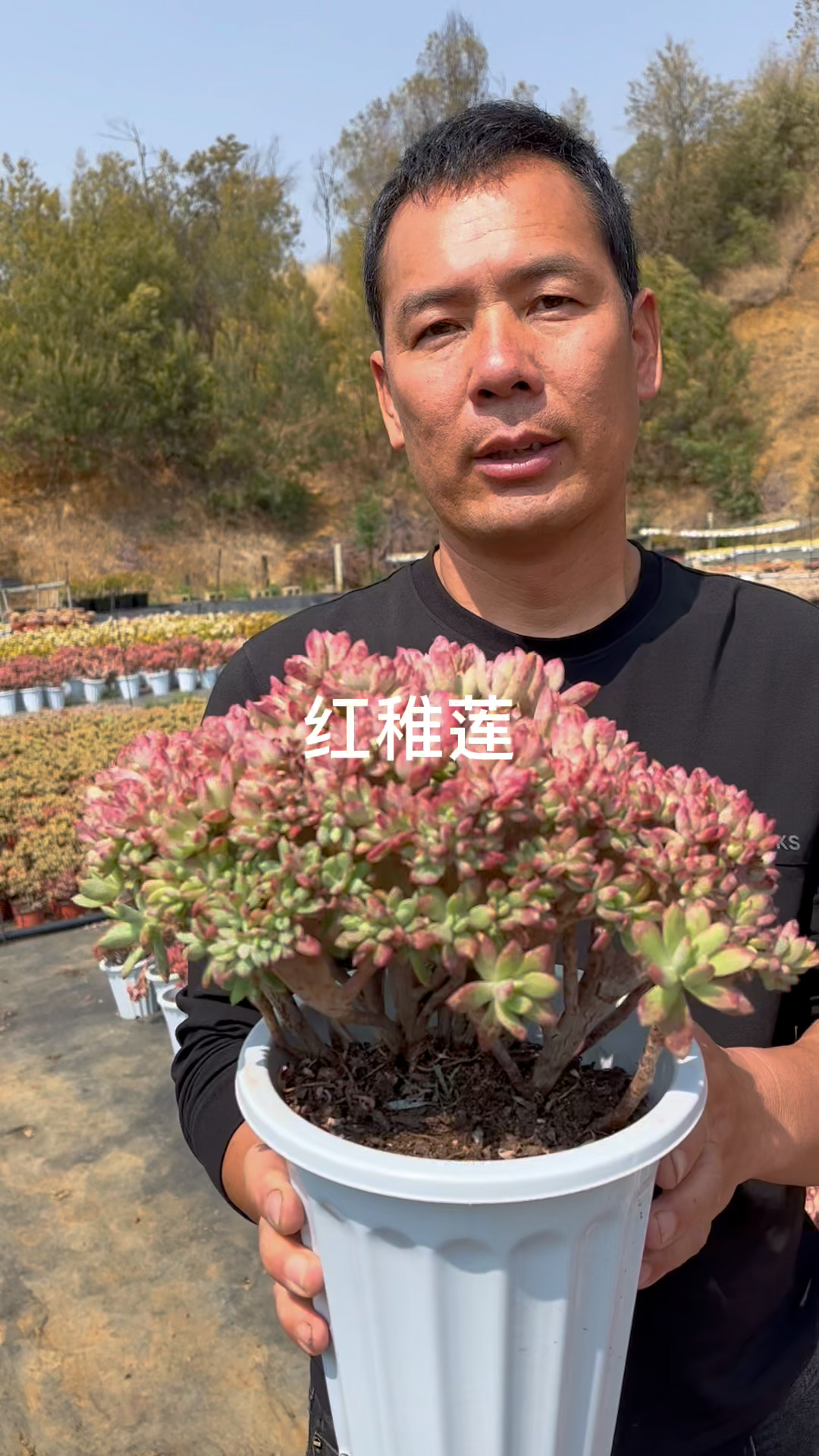红稚莲预防用多菌灵20天左右一次夏季柔和光照适度控水预防