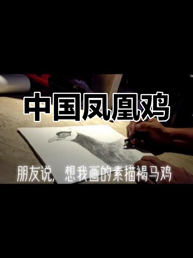 褐马鸡:吉祥天宝与修行心