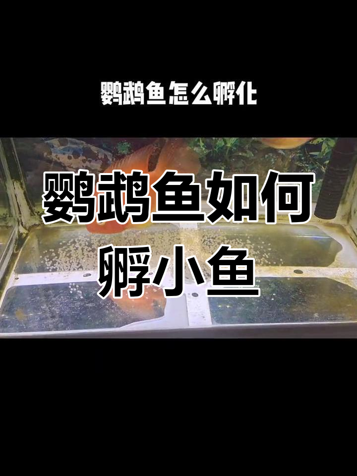 鹦鹉鱼产卵孵化过程揭秘