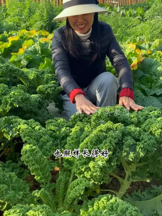 要想冬天有菜吃,现在就种羽衣甘蓝 蔬菜种子 我的小菜园 田园生活 种菜 羽衣甘蓝