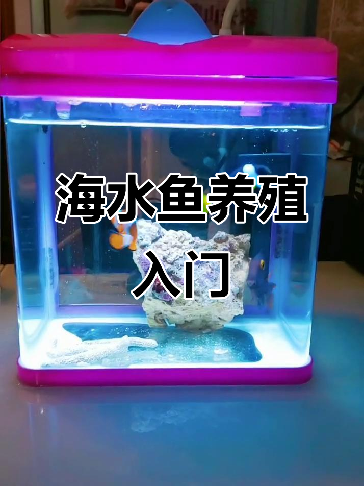 海水鱼并不难养,掌握这些技巧轻松上手