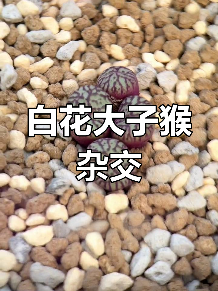 肉锥植物的细节之美,揭秘白花大子猴与猕猴暗战的杂交品种