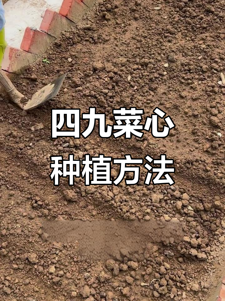 轻松种植四九菜心,掌握播种技巧