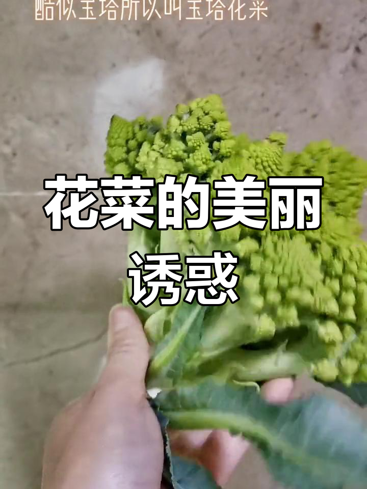 宝塔花菜,翠绿诱人,口感鲜嫩,颜值与美味并存